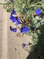 Phacelia campanularia