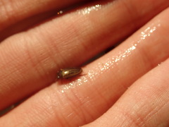 Agabus disintegratus