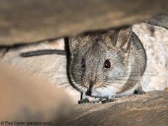 Elephantulus pilicaudus