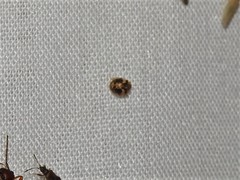 Psyllobora bicongregata