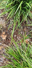 Fungi