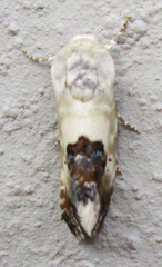 Acontia