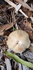 Fungi