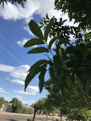 Fraxinus