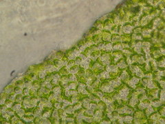 Ulva compressa
