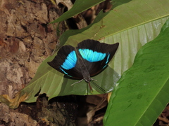 Archaeoprepona demophoon