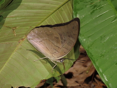 Archaeoprepona demophoon