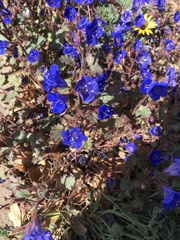 Phacelia campanularia