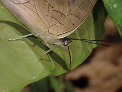 Archaeoprepona demophoon