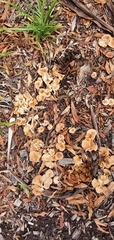 Fungi