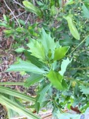 Baccharis halimifolia image