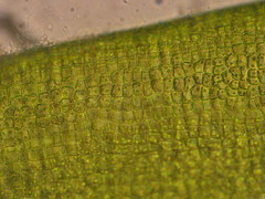 Ulva compressa