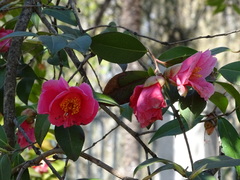 Camellia × williamsii