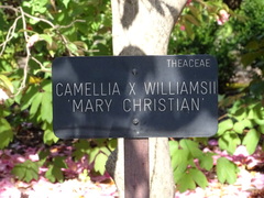 Camellia × williamsii