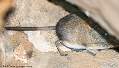 Elephantulus pilicaudus