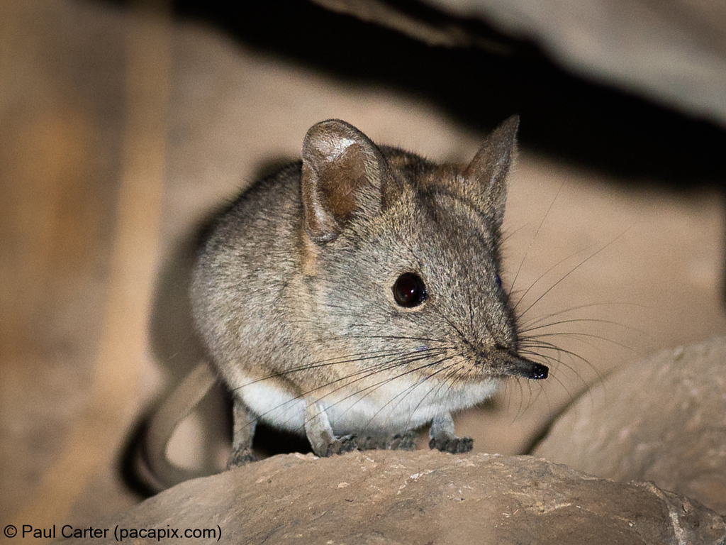 Karoo Rock Sengi