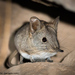 Karoo Rock Sengi - Photo (c) Paul Carter, some rights reserved (CC BY-NC), uploaded by Paul Carter