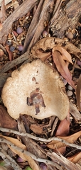 Fungi