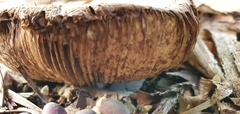 Fungi