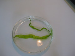 Ulva compressa
