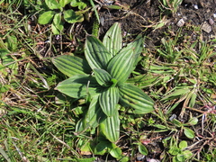 Plantago subnuda