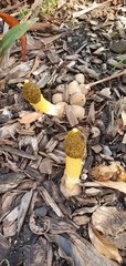 Phallus multicolor