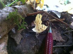 Ramaria acrisiccescens