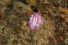 Prostheceraeus roseus