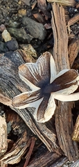 Fungi