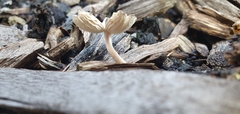 Fungi