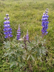 Lupinus pubescens
