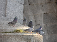 Columba livia