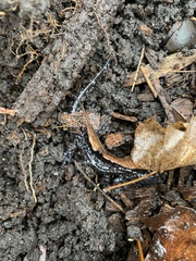 Ambystoma laterale