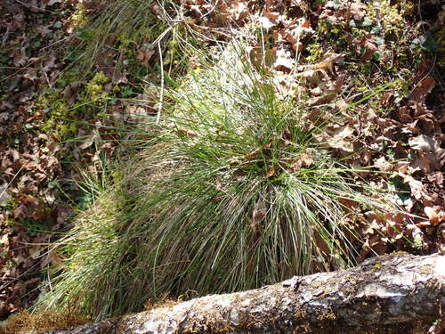 California Fescue foliage