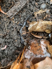 Ambystoma laterale