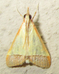 Pseudonoorda rubricostalis