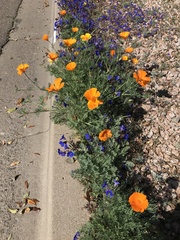 Phacelia campanularia