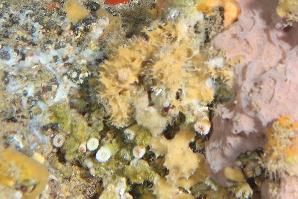 Pleraplysilla spinifera