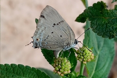 Parrhasius polibetes