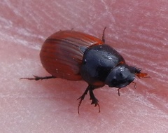 Aphodius pedellus