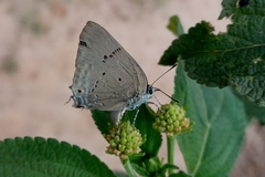 Parrhasius polibetes