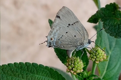 Parrhasius polibetes