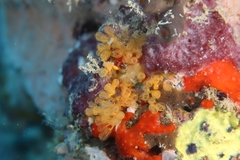 Pycnoclavella communis