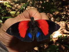 Prepona amydon amydon