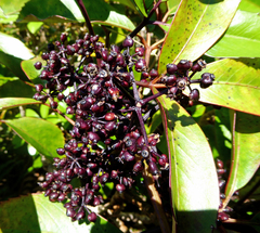 Pseudopanax laetus