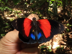 Prepona amydon amydon