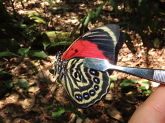 Prepona amydon amydon