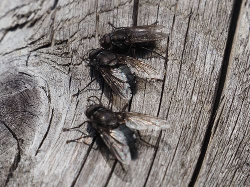 Vagabond Cluster Fly photo 4