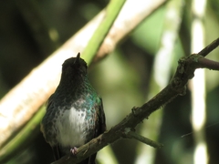 Haplophaedia aureliae