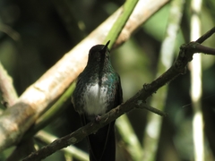 Haplophaedia aureliae
